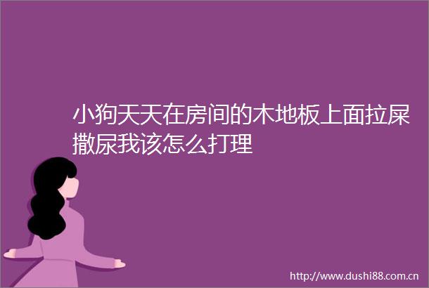 小狗天天在房间的木地板上面拉屎撒尿我该怎么打理