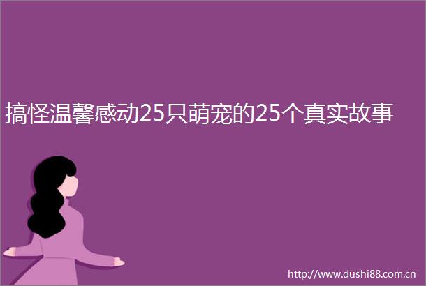 搞怪温馨感动25只萌宠的25个真实故事