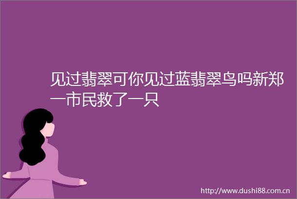 见过翡翠可你见过蓝翡翠鸟吗新郑一市民救了一只