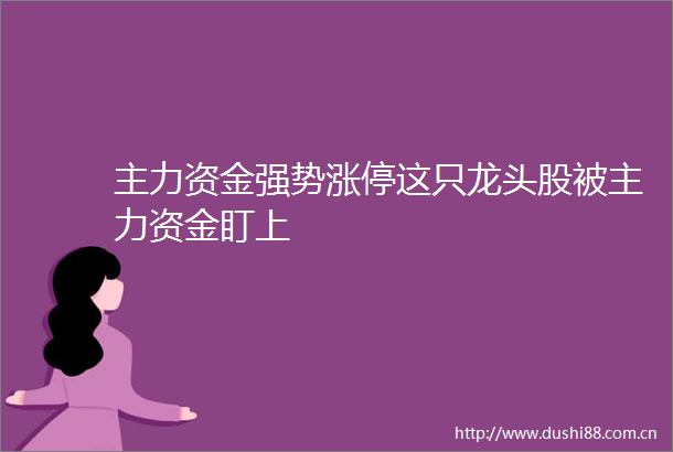 主力资金强势涨停这只龙头股被主力资金盯上