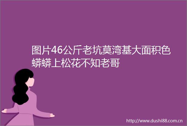 图片46公斤老坑莫湾基大面积色蟒蟒上松花不知老哥