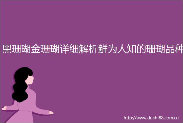 黑珊瑚金珊瑚详细解析鲜为人知的珊瑚品种