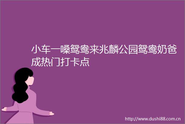小车一嗓鸳鸯来兆麟公园鸳鸯奶爸成热门打卡点