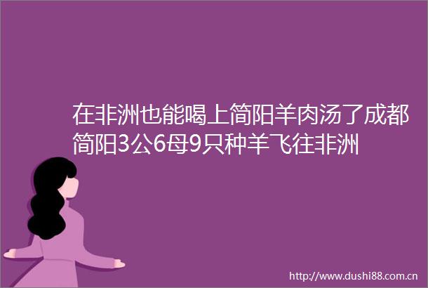 在非洲也能喝上简阳羊肉汤了成都简阳3公6母9只种羊飞往非洲