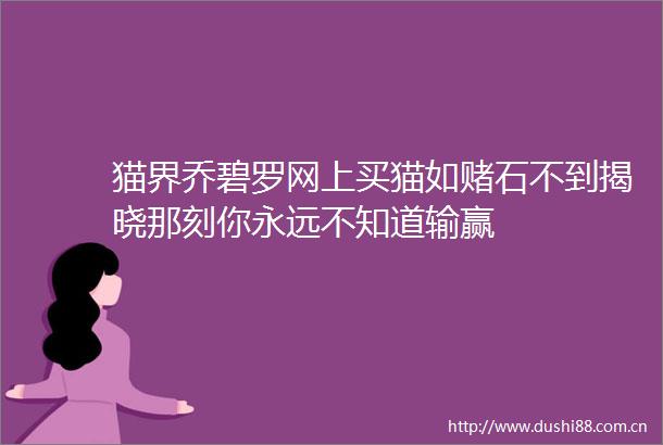 猫界乔碧罗网上买猫如赌石不到揭晓那刻你永远不知道输赢