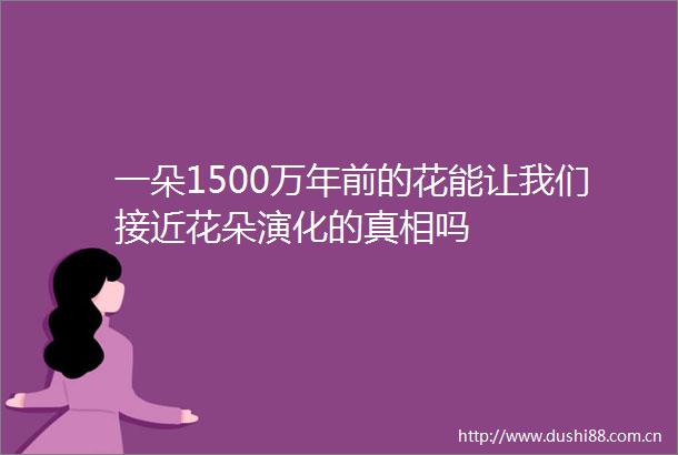 一朵1500万年前的花能让我们接近花朵演化的真相吗