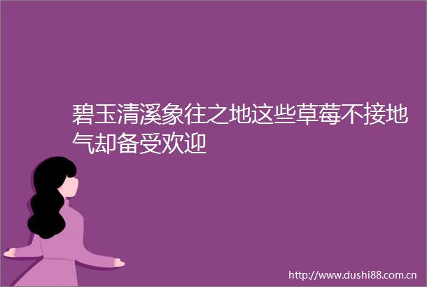 碧玉清溪象往之地这些草莓不接地气却备受欢迎