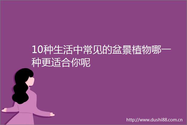 10种生活中常见的盆景植物哪一种更适合你呢
