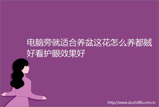 电脑旁就适合养盆这花怎么养都贼好看护眼效果好