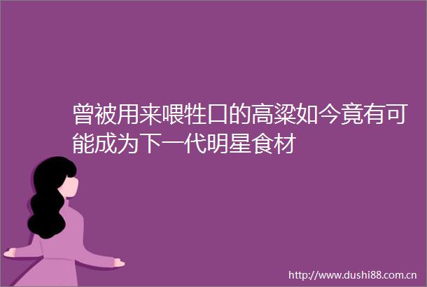 曾被用来喂牲口的高粱如今竟有可能成为下一代明星食材