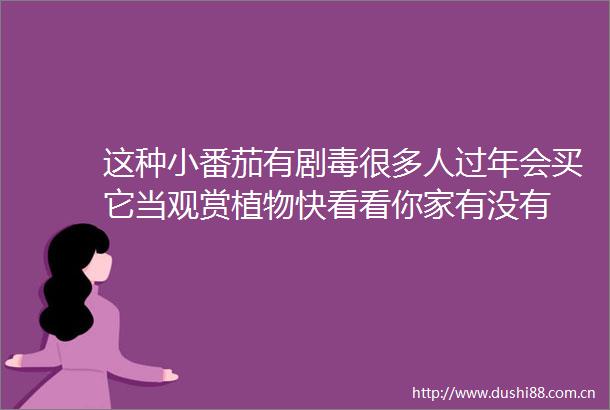 这种小番茄有剧毒很多人过年会买它当观赏植物快看看你家有没有
