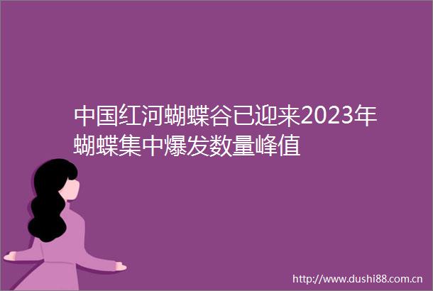 红河蝴蝶谷已迎来2023年蝴蝶集中爆发数量峰值