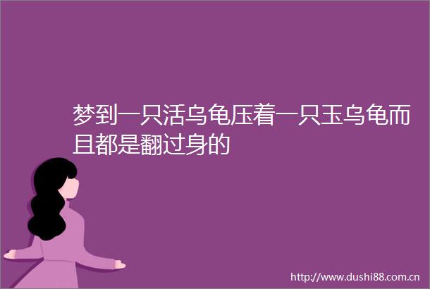 梦到一只活乌龟压着一只玉乌龟而且都是翻过身的