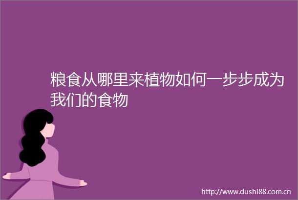 粮食从哪里来植物如何一步步成为我们的食物