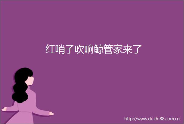 红哨子吹响鲸管家来了