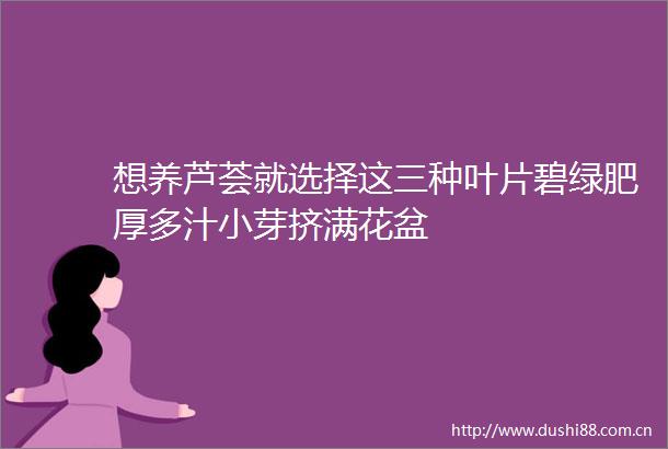 想养芦荟就选择这三种叶片碧绿肥厚多汁小芽挤满花盆