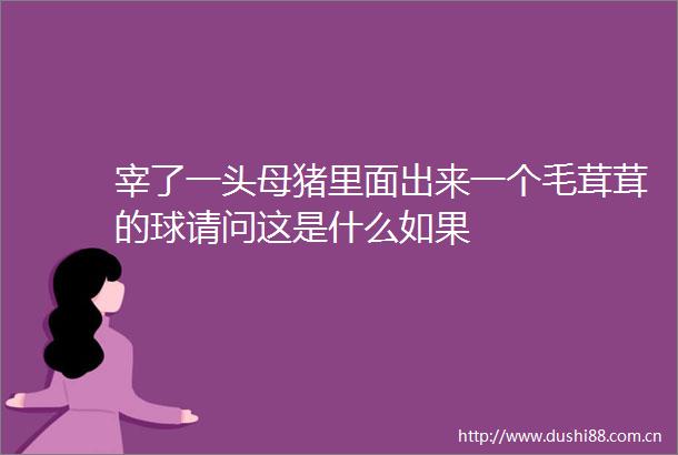 宰了一头母猪里面出来一个毛茸茸的球请问这是什么如果