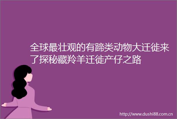 全球最壮观的有蹄类动物大迁徙来了探秘藏羚羊迁徙产仔之路