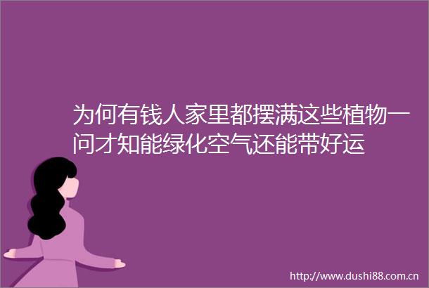 为何有钱人家里都摆满这些植物一问才知能绿化空气还能带好运