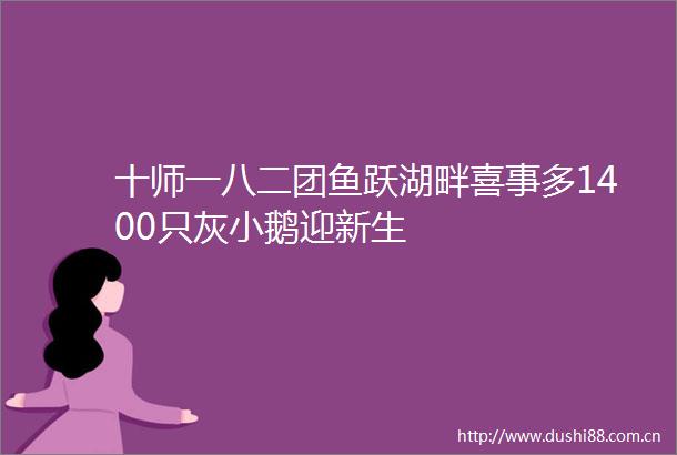 十师一八二团鱼跃湖畔喜事多1400只灰小鹅迎新生