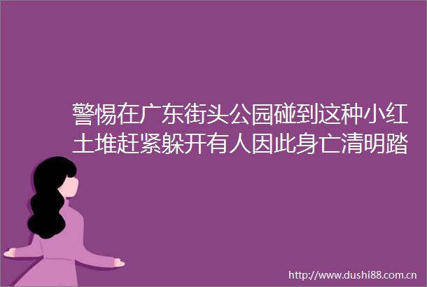 警惕在广东街头公园碰到这种小红土堆赶紧躲开有人因此身亡清明踏青时请小心