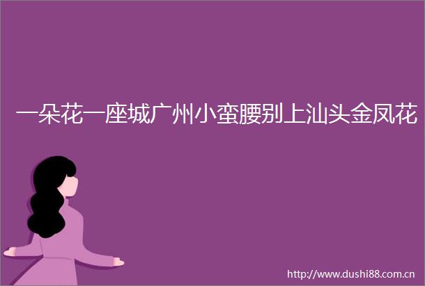 一朵花一座城广州小蛮腰别上汕头金凤花