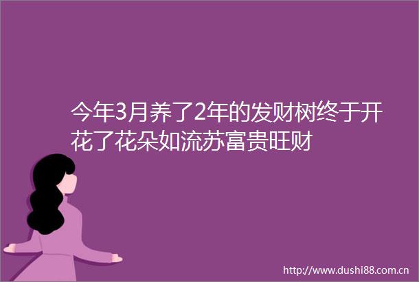 今年3月养了2年的发财树终于开花了花朵如流苏富贵旺财