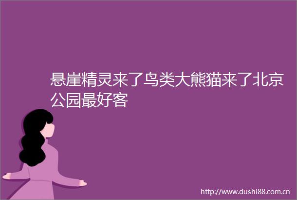 悬崖精灵来了鸟类大熊猫来了北京公园最好客