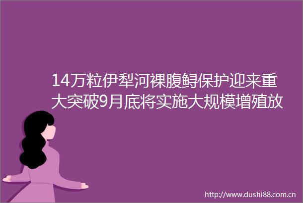 14万粒伊犁河裸腹鲟保护迎来重大突破9月底将实施大规模增殖放流