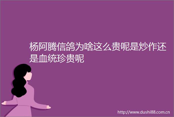 杨阿腾信鸽为啥这么贵呢是炒作还是珍贵呢