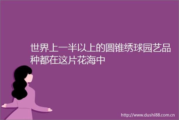 世界上一半以上的圆锥绣球园艺品种都在这片花海中