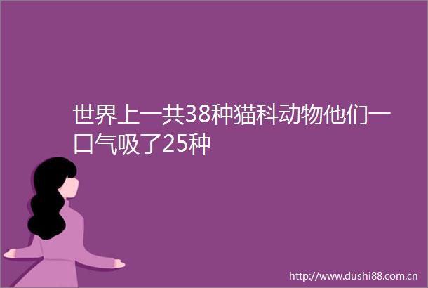 世界上一共38种猫科动物他们一口气吸了25种