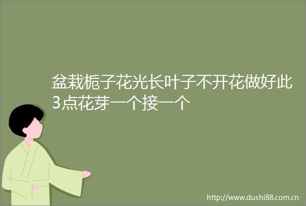 盆栽栀子花光长叶子不开花做好此3点花芽一个接一个
