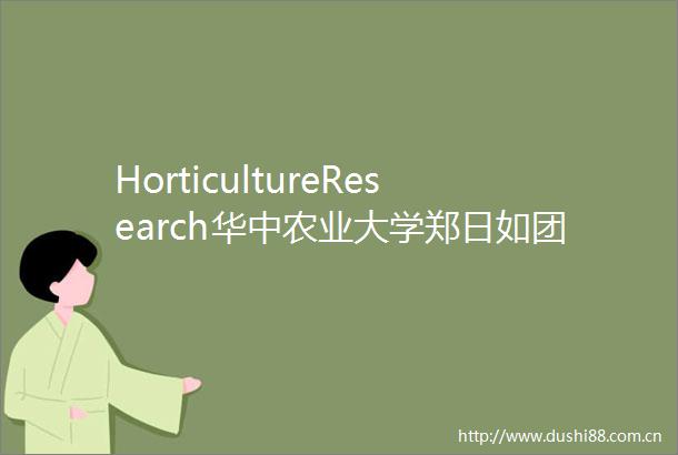HorticultureResearch华中农业大学郑日如团队揭示ofwrky33调控桂花花朵中芳樟醇生物合成的分子机制