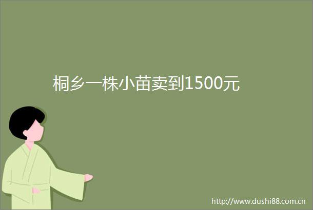 桐乡一株小苗卖到1500元