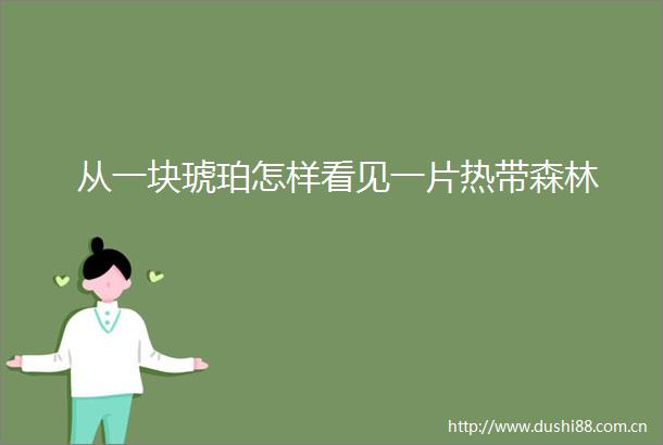 从一块琥珀怎样看见一片热带森林