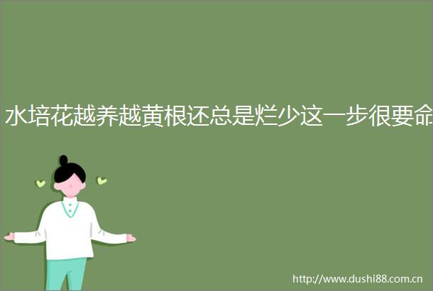 水培花越养越黄根还总是烂少这一步很要命
