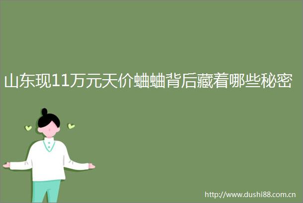 山东现11万元天价蛐蛐背后藏着哪些秘密