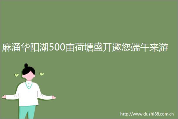 麻涌华阳湖500亩荷塘盛开邀您端午来游