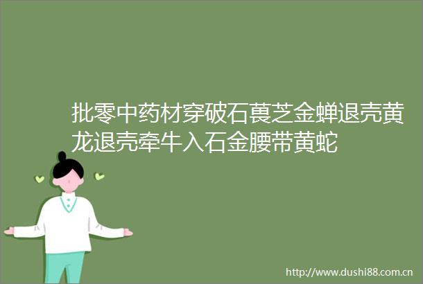 批零中药材穿破石葨芝金蝉退壳黄龙退壳牵牛入石金腰带黄蛇