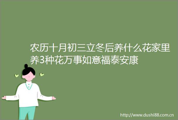 农历十月初三立冬后养什么花家里养3种花万事如意福泰安康