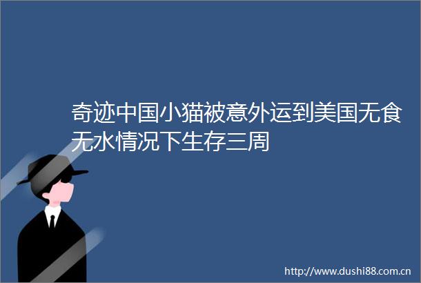 奇迹小猫被意外运到美国无食无水情况下生存三周