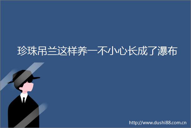 珍珠吊兰这样养一不小心长成了瀑布