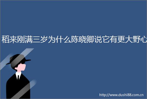 稻来刚满三岁为什么陈晓卿说它有更大野心