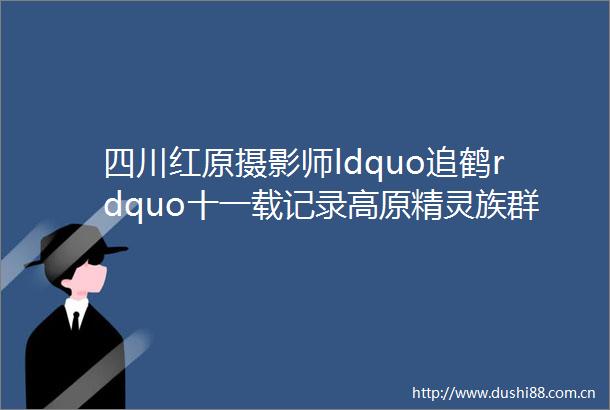 四川红原摄影师ldquo追鹤rdquo十一载记录高原精灵族群壮大