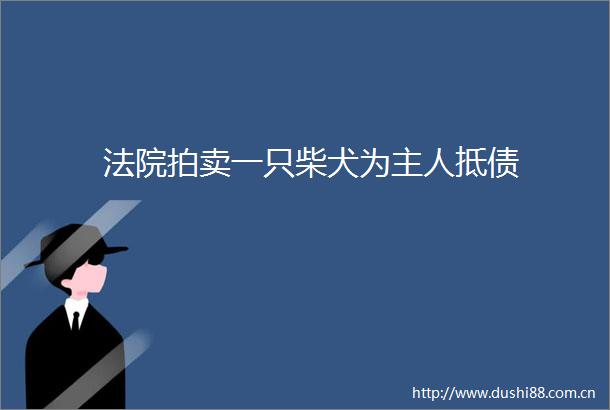 拍卖一只柴犬为主人抵债