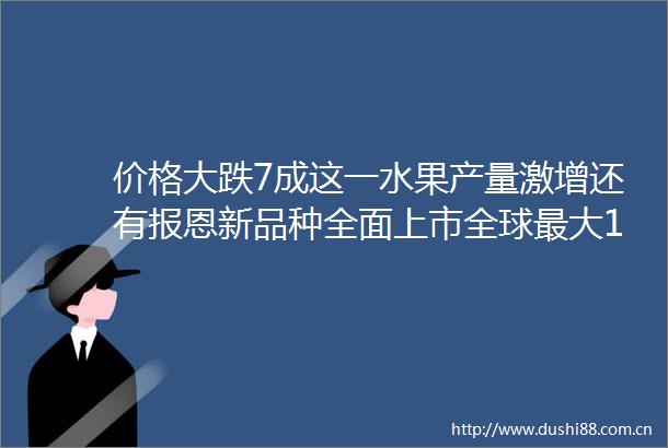 价格大跌7成这一水果产量激增还有报恩新品种全面上市全球最大100元一斤
