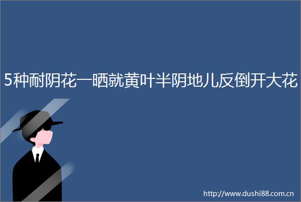 5种耐阴花一晒就黄叶半阴地儿反倒开大花