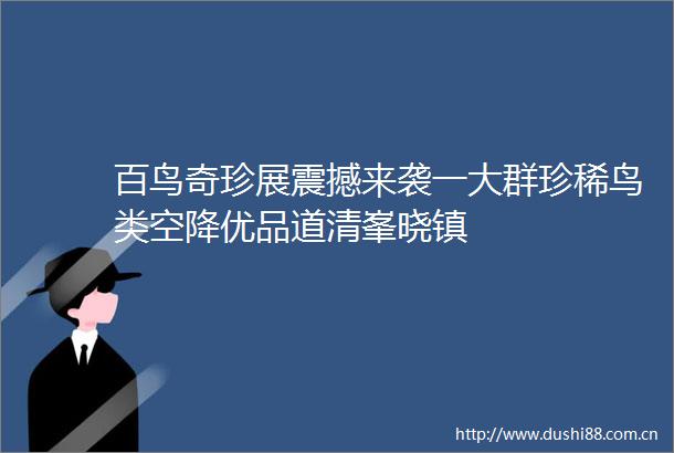 百鸟奇珍展震撼来袭一大群珍稀鸟类空降优品道清峯晓镇