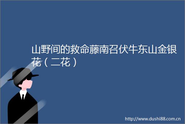 山野间的救命藤南召伏牛东山金银花（二花）